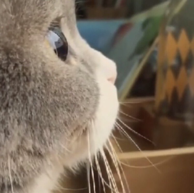 야옹뽁 tweet media