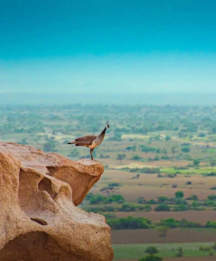 #BeautyOffTharparkar ♥️
#greenthar 🏕
