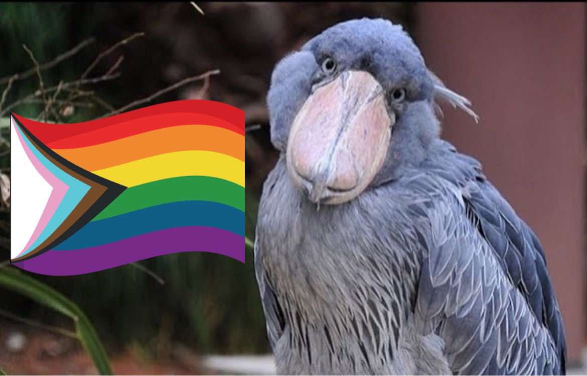 ShoebillsTDS's tweet photo. Let it be known that all shoebills are queer. Liking shoebills is also queer.

I should know. I’m an expert.

Naysayers shall be heaved unceremoniously in the mouth of the nearest volcano. https://t.co/ZO4HcJCxQf