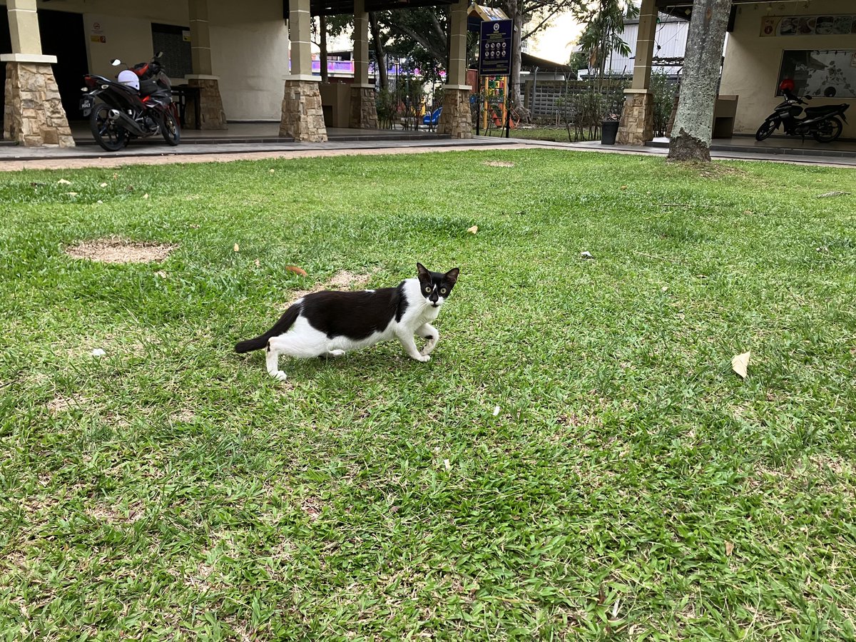 Malaysia kucing