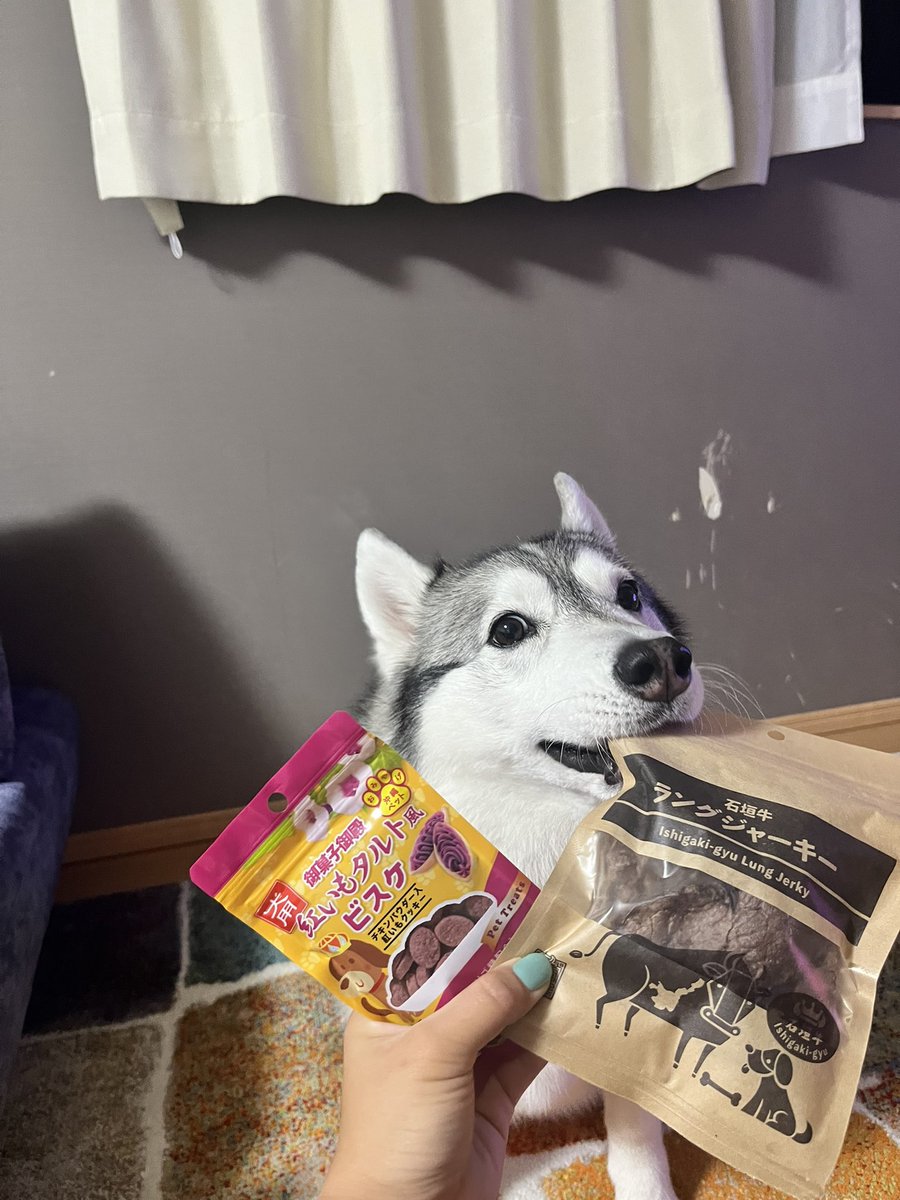nonno0106's tweet image. 沖縄の犬用お土産
早くよこせ〜って顔してるわ🫨
