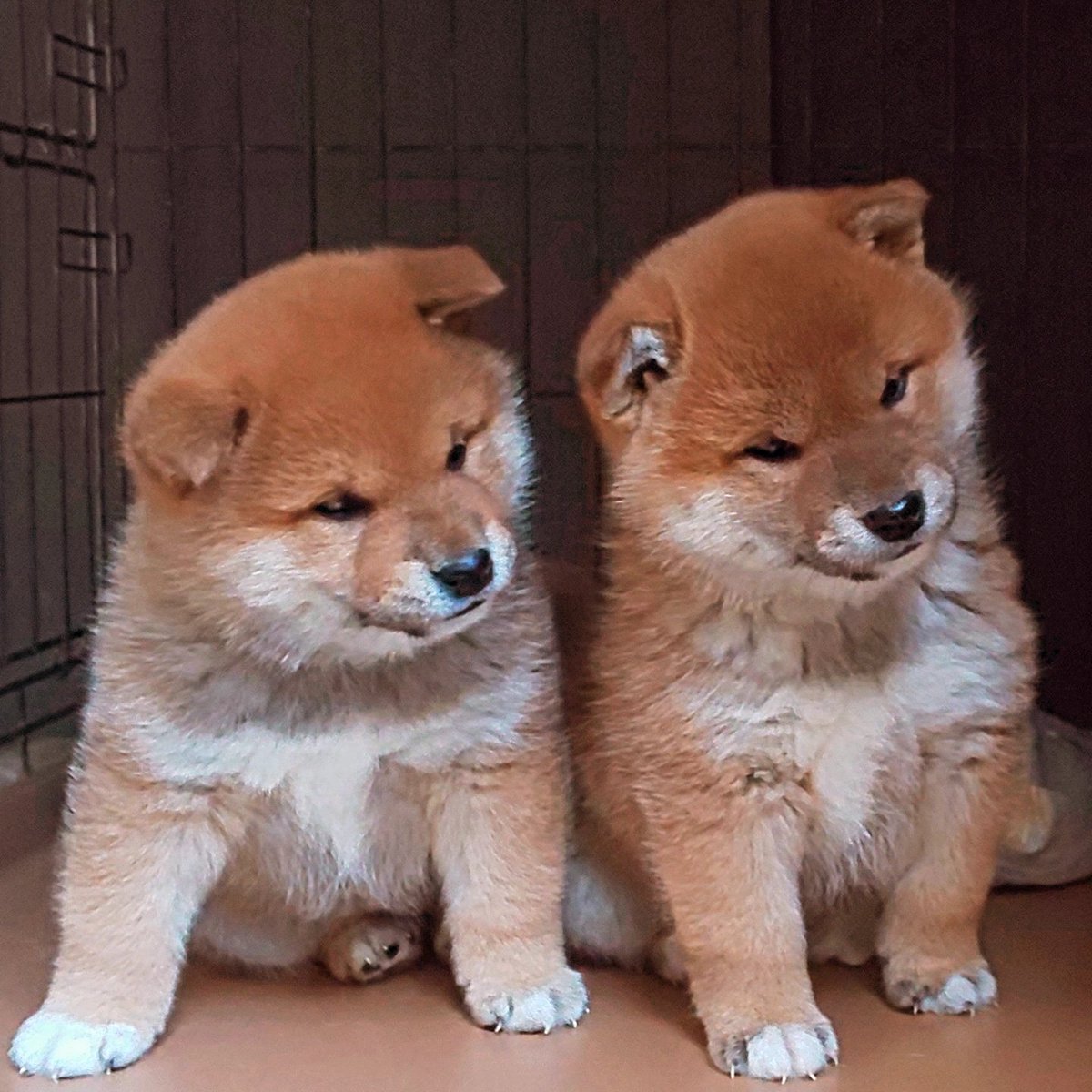 柴犬専門！海田犬舎（日本犬保存会） tweet media