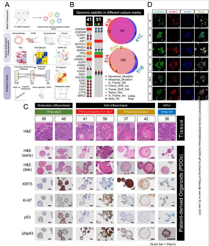 RiyueSunnyBao's tweet photo. New groundbreaking work #HNSCC #organoids #PDOs from Dr. @dechen_lin 's group - #exvivo model #predicting treatment responses and patient outcomes, with high #translational impact!
Genomic and Single-Cell Analyses Characterize Patient-Derived Tumor Organoids to Enable Personalized Therapy for Head and Neck Squamous Cell Carcinoma
https://t.co/cG6IpCVloT