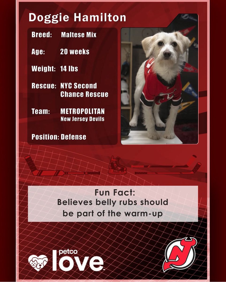 The NHL has revealed who the dogs will be for its upcoming Stanley Pup.

#NJDevils fans meet Doggie Hamilton.
