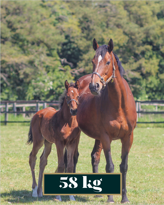 NatStudStallion's tweet photo. Foals are typically born between 45-65kg and we weigh all foals within the first 24 hours of life. Here are the birth weights of some of our homebred foals this year!

#NSfoaling #NSservices #thoroughbreds #breeding #weight #growing #raisingchampions #youngstock  #futurestars https://t.co/RHJD7xr8nk