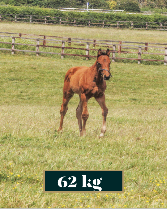 Foals are typically born between 45-65kg and we weigh all foals within the first 24 hours of life. Here are the birth weights of some of our homebred foals this year!

#NSfoaling #NSservices #thoroughbreds #breeding #weight #growing #raisingchampions #youngstock  #futurestars