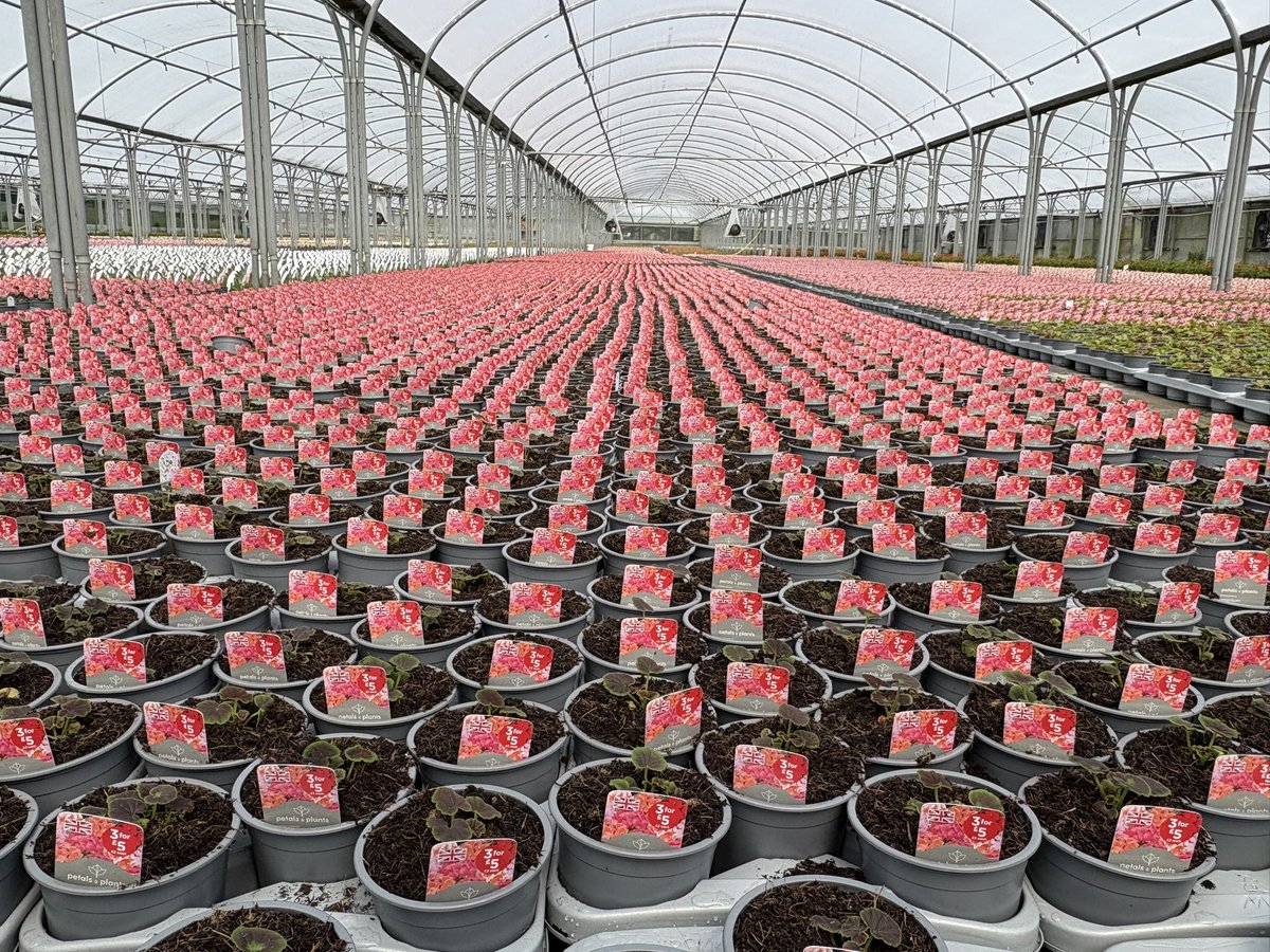 Agronomysilvers's tweet photo. Indoor Ornamental plants 🪴 looking well today @AgriiUK back to it after a fantastic family holiday #busymonday https://t.co/gcgip1vZLp