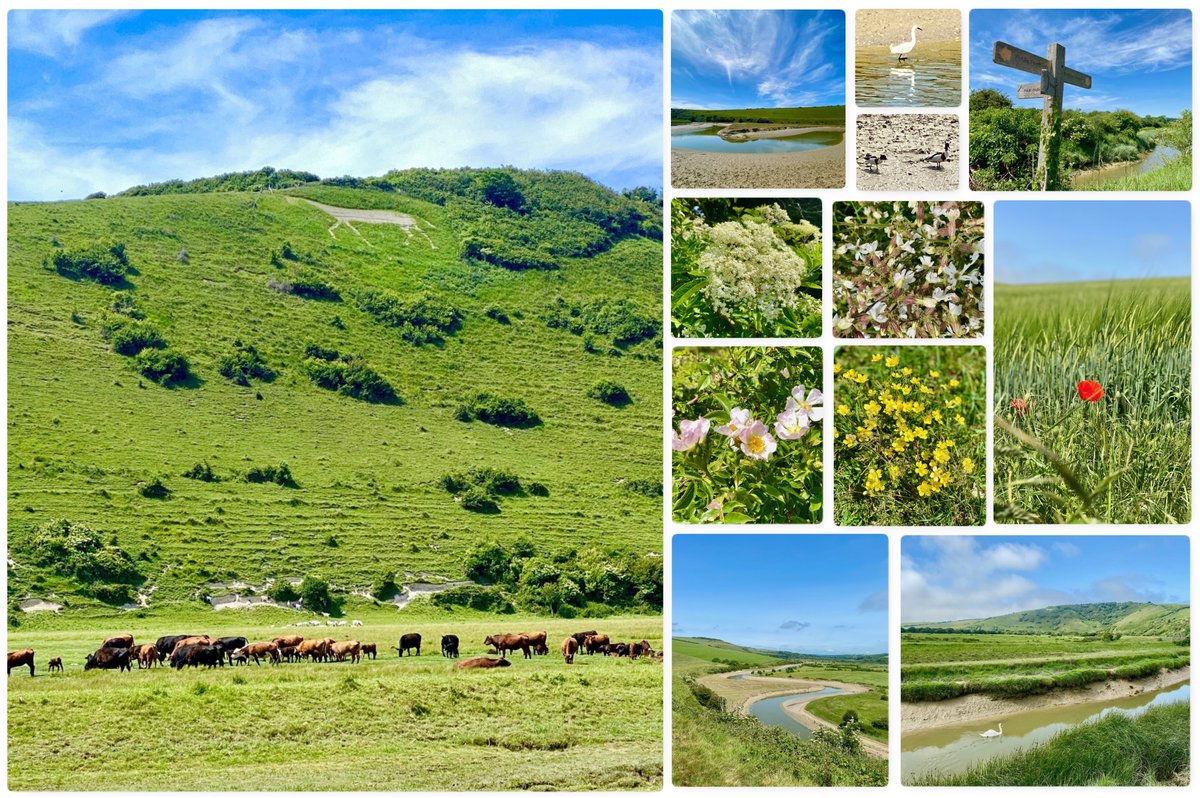 marcthevet's tweet image. Weekend stroll on The Downs. Fairly easy 5-mile loop from #Litlington to #Exceat &amp;amp; back along #Cuckmere. Perfect conditions. Good to see the resident goat herd, plus lots of wildlife incl. buzzards, kestrel, shelducks, egrets, Canada geese, butterflies &amp;amp; dragonflies. #SouthDowns