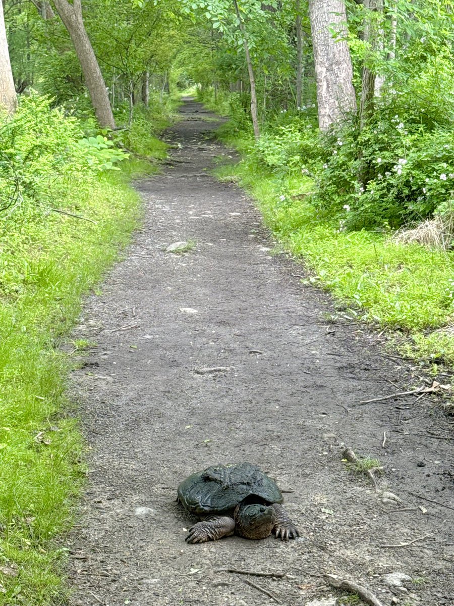 birdbud88's tweet photo. Common Snapping turtle 🐢 out for a walk along the trail 😃 #NaturePhotography #TwitterNatureCommunity #TwitterNaturePhotography #nature #wildlifephotography #snappingturtles https://t.co/yEqsvjA3rz
