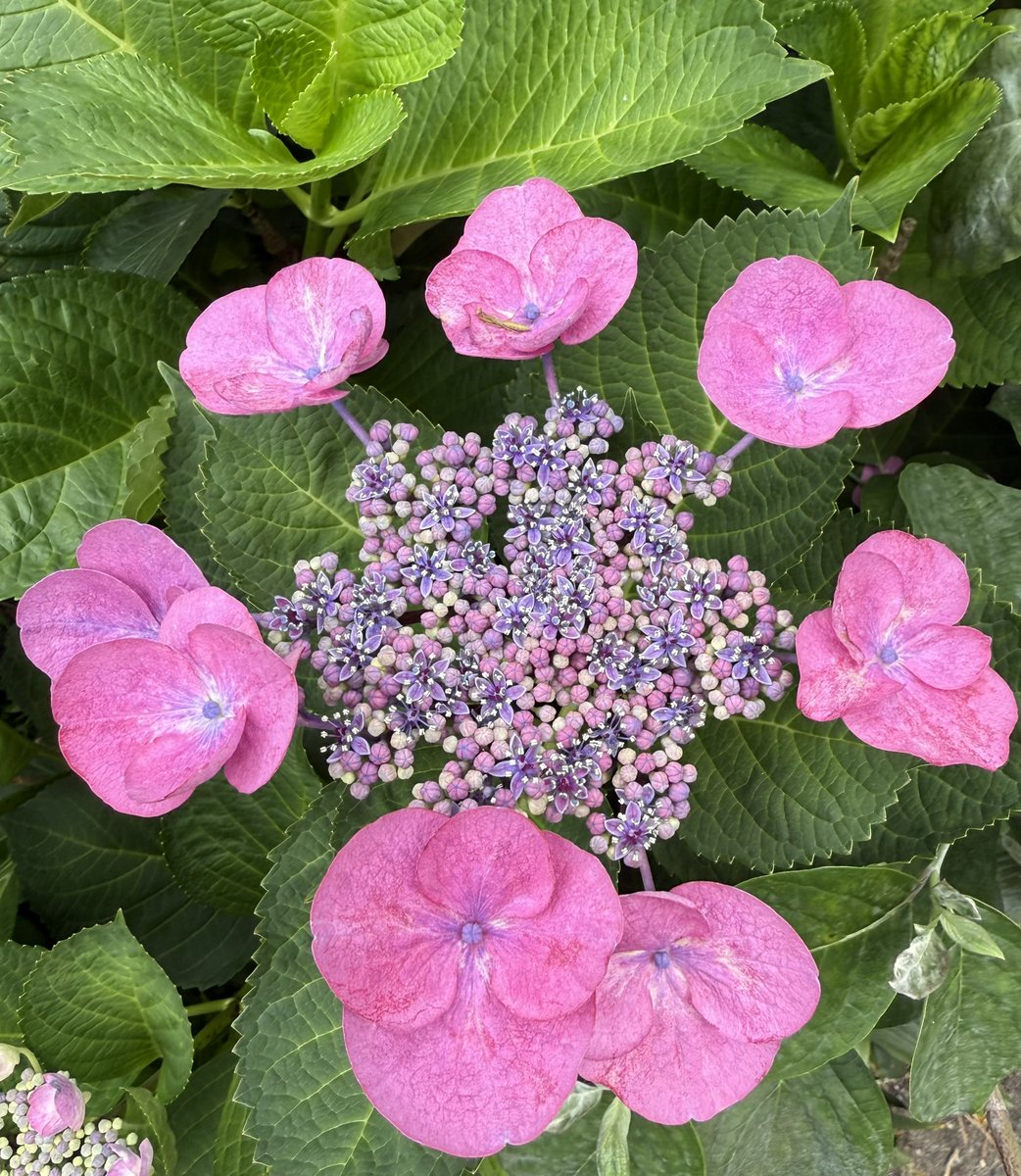 うさママ シトリン 特大 モリオン ラピス 花柄6枚 うさママ シトリン