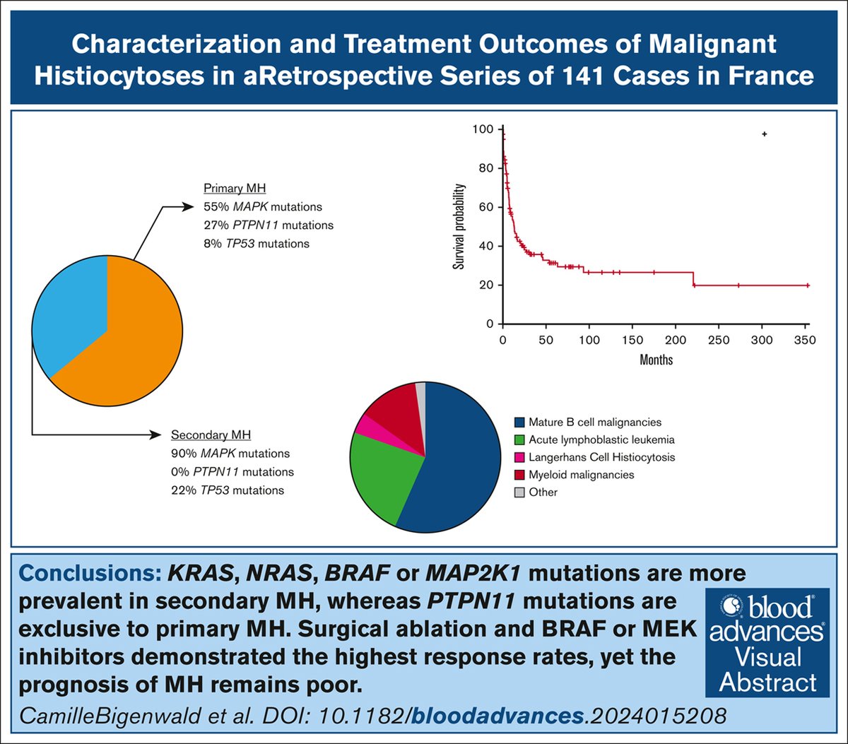 KRAS, NRAS, BRAF, or MAP2K1 mutations are more prevalent in secondary MH, whereas PTPN11 mutations are exclusive to primary MH. ow.ly/XeFR50W0wZn #clinicaltrialsandobservations #myeloidneoplasia