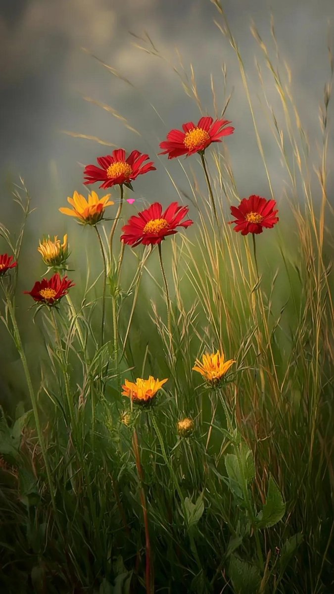 Beautiful 🍃🌹🍃
Pinterest 📷