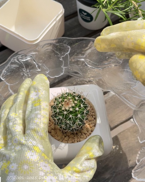 サボテンや多肉植物が大好きだけど育てるのは苦手だったけど #コエタス のモニターでいただいた #サボテンハウス でリベンジ🌵水分量が一目瞭然なので、水のあげ過ぎを防止もばっちり！
#PR #室内用植木鉢 #ガーデニング #多肉植物 #観葉植物 #サボテン #植物のある生活 #根腐れ防止