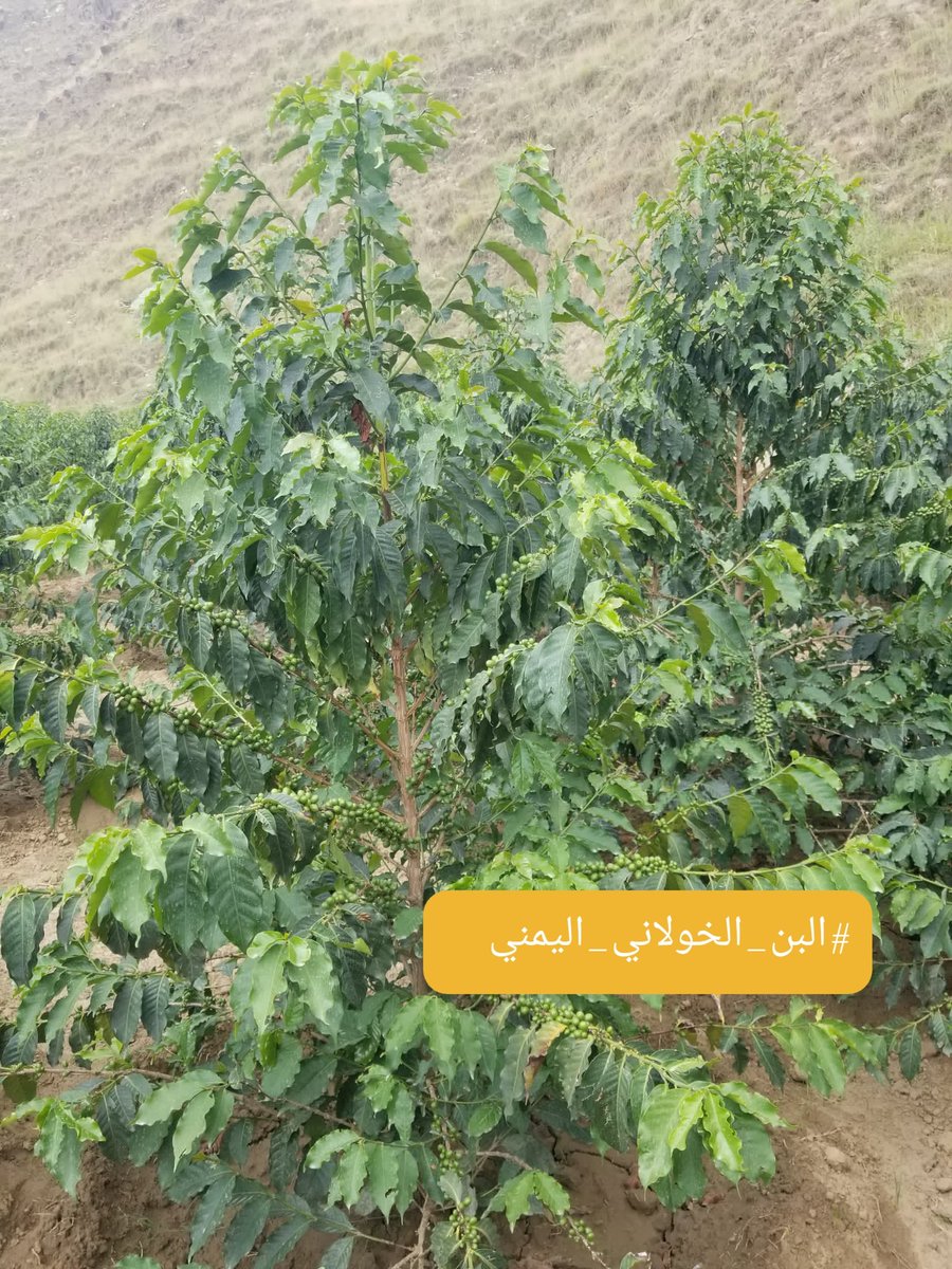 لمن يبحث عن #القهوة_العضوية_الصحية ، #البن_اليمني هو الخيار الوحيد في العالم لعشاق #القهوة ،لانه يزرع بطريقة صحية ١٠٠%دون استخدام الاسمدة الكيميائية او المبيدات.
#البن_الخولاني_اليمني 
#القهوة_اليمنية 
#قهوة_صحية
