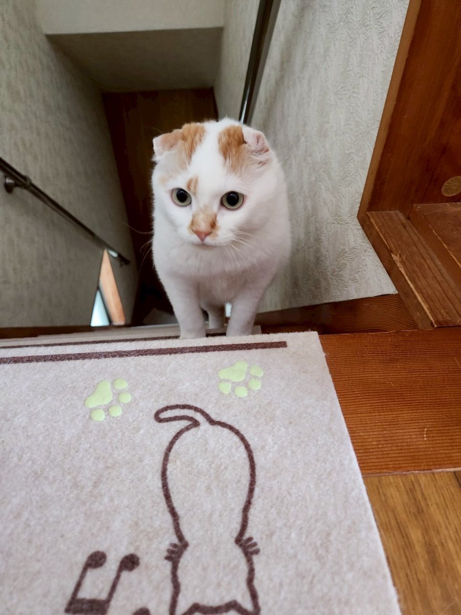 親戚の家の猫パールが先日10歳の誕生日を迎えたそうです🎂心無い元飼い主のために生まれてすぐこの世から消えていたかもしれない命。それが奇跡的な出会いで救われ、10年も穏やかに生きることができて、本当に良かったなと思います。もっともっと長生きして命を謳歌してほしいなと思います😺