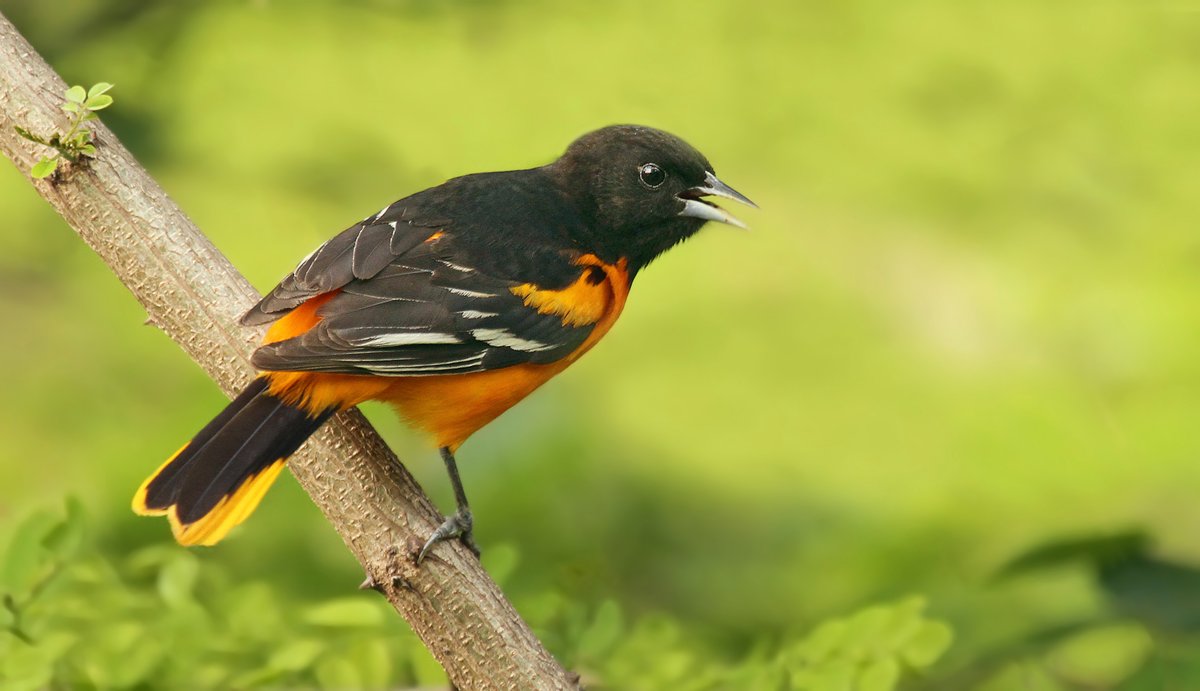 Everyday actions can save millions of birds! Check out the 7 Simple Actions webpage that summarizes each problem, its solution, plus ideas for taking it farther. 

3billionbirds.org/7-simple-actio…

Baltimore Oriole by Ryan Schain, Macaulay Library at Cornell Lab of Ornithology