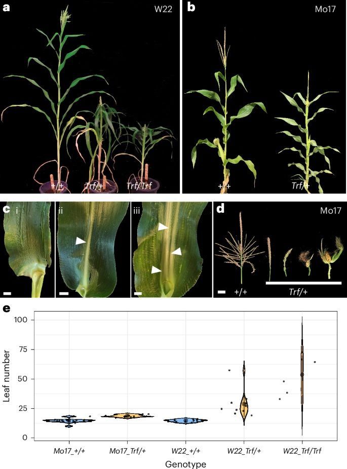 Comparative mutant analyses reveal a novel mechanism of ARF regulation in land plants 

nature.com/articles/s4147… 
♻️
