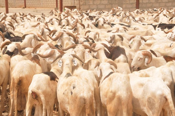 Usmaan_Aali's tweet photo. Le mouton 'thiogal' où le mouton ordinaire qu'on destine à la vente.
⚡️Du pular 'coggal' qui désigne un bien qu'on destine à la vente.
⚡️De la même racine, on a "coggu/coggeeli" qui peut signifier la vente, le marché, le paiement.
⚡️ Issu du terme 'sooɗde' qui veut dire "acheter" https://t.co/ayFOJ6anjE