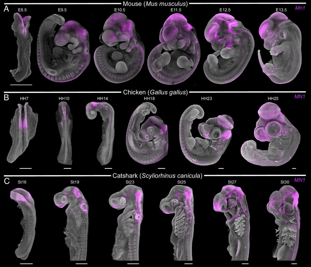 Lasker Foundation (@laskerfdn) on Twitter photo How do novel genes incorporate into existing pathways to fuel macroevolutionary transitions? <a href="/MarketaKau/">Kaucka Marketa</a> investigated the emergence of the gene MN1 and its integration into the signaling machinery controlling patterning of the hindbrain. pnas.org/doi/10.1073/pn… How do novel genes incorporate into existing pathways to fuel macroevolutionary transitions? <a href="/MarketaKau/">Kaucka Marketa</a> investigated the emergence of the gene MN1 and its integration into the signaling machinery controlling patterning of the hindbrain. pnas.org/doi/10.1073/pn…
