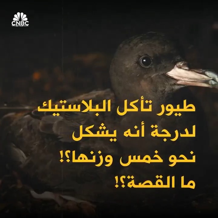 في إحدى الجزر الاسترالية.. الطيور تأكل البلاستيك وتشكل نحو 20% من وزنها! التفاصيل في الفيديو في إحدى الجزر الاسترالية.. الطيور تأكل البلاستيك وتشكل نحو 20% من وزنها! التفاصيل في الفيديو