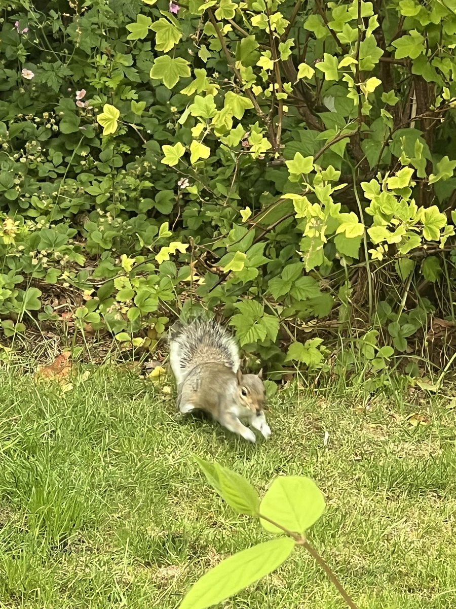 Squirrel watch 👀📸