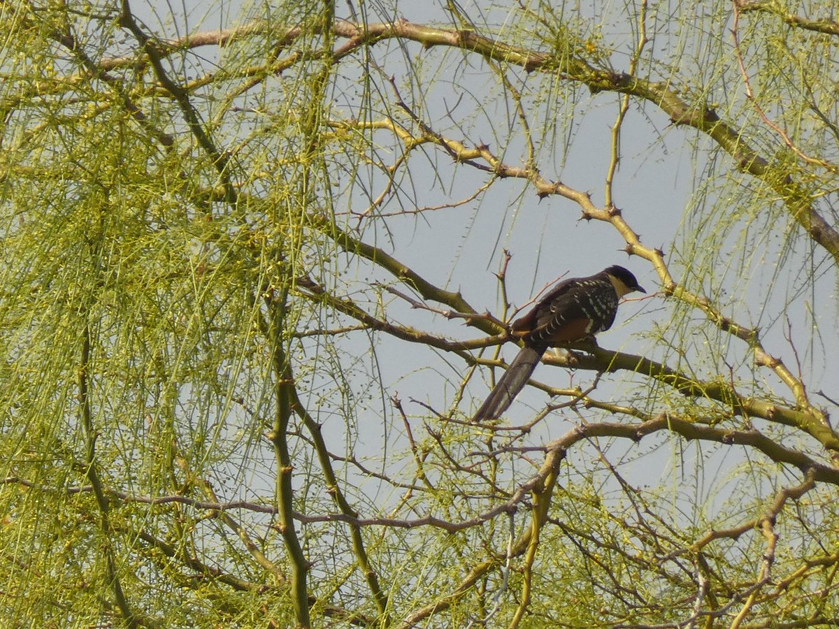 Rob Creek (@creek_robert) on Twitter photo <a href="/janecyprus/">Jane Stylianou</a> <a href="/birdsaroundcy/">BirdsAroundCyprus</a> <a href="/birdlifecyprus/">BirdLife Cyprus</a> <a href="/WildlifeCyprus/">Cyprus Wildlife Tour</a>
Day 3 Paphos, Mon 2nd June
Great Spotted Cuckoo (Lifer). I was checking the straw field opposite for Laughing Doves (found them) when the Cuckoo appeared in flight and landed in tree outside our hotel Louis Phaethon <a href="/janecyprus/">Jane Stylianou</a> <a href="/birdsaroundcy/">BirdsAroundCyprus</a> <a href="/birdlifecyprus/">BirdLife Cyprus</a> <a href="/WildlifeCyprus/">Cyprus Wildlife Tour</a>
Day 3 Paphos, Mon 2nd June
Great Spotted Cuckoo (Lifer). I was checking the straw field opposite for Laughing Doves (found them) when the Cuckoo appeared in flight and landed in tree outside our hotel Louis Phaethon