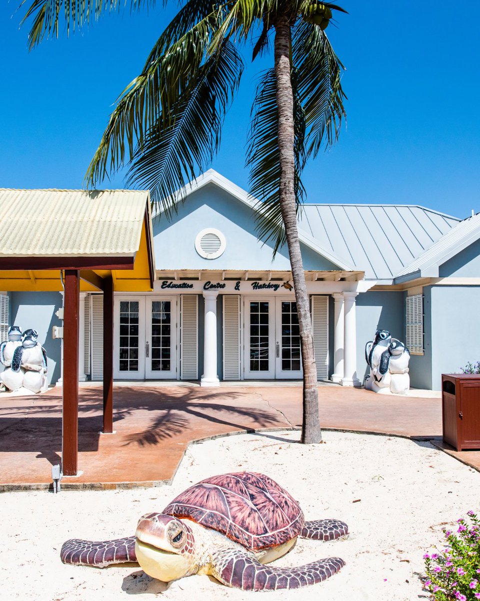 Cayman Turtle Centre tweet media