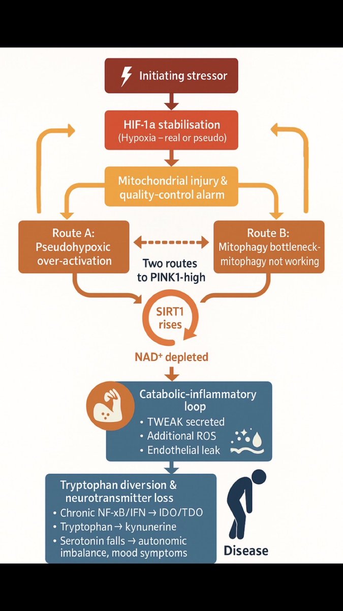 Jack | amatica health (@jackhadfield14) on Twitter photo Last week we shared 2 clusters that appeared when analysing our Metabolic/Mito markers in ME/CFS & Long COVID
But what do they mean?
One hypothesis is a cycle of hypoxia/pseudo-hypoxia, mitochondrial stress, and stalled energy repair.
Let’s break it down 🧵👇🏻
<a href="/amaticahealth/">Amatica Health</a> Last week we shared 2 clusters that appeared when analysing our Metabolic/Mito markers in ME/CFS & Long COVID
But what do they mean?
One hypothesis is a cycle of hypoxia/pseudo-hypoxia, mitochondrial stress, and stalled energy repair.
Let’s break it down 🧵👇🏻
<a href="/amaticahealth/">Amatica Health</a>