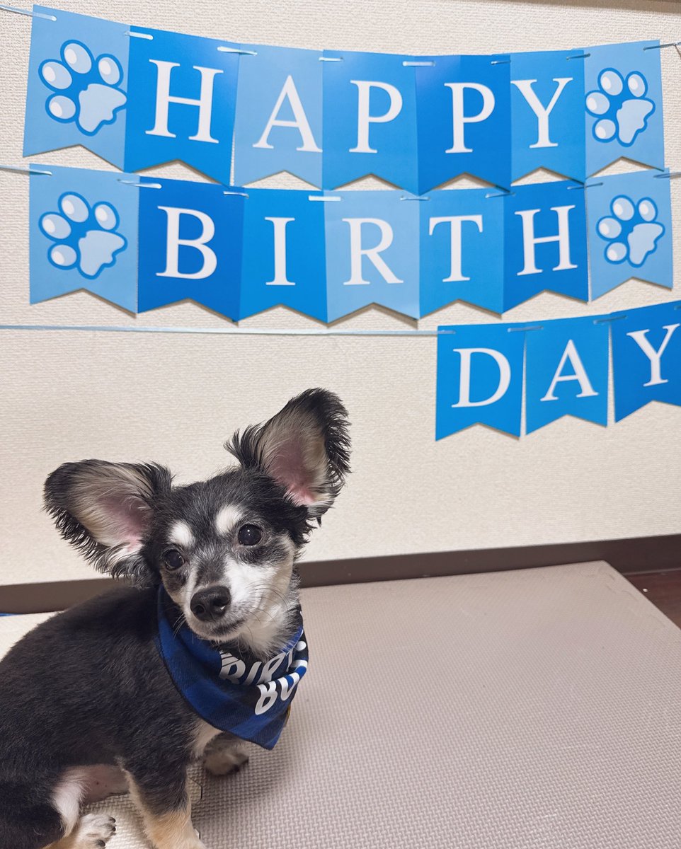 Dry_1111's tweet photo. 2025.06.02 Birthday boy🎂 7歳 https://t.co/nNGRE600GB