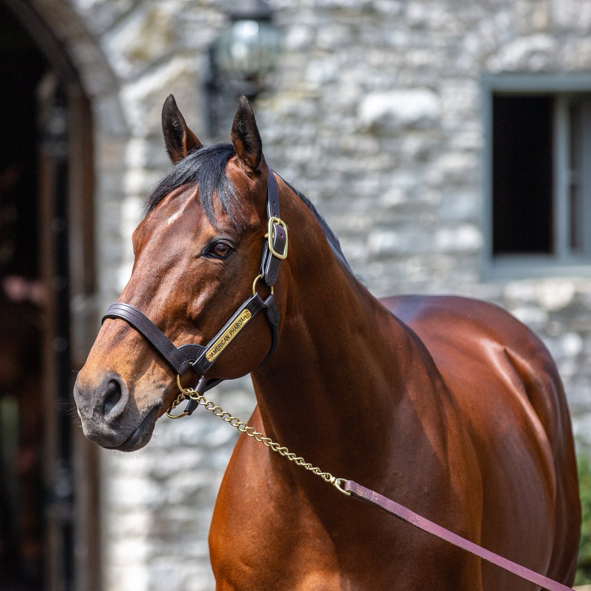 We can't believe that it's been ten years since American Pharoah's Triple Crown victory 🏆

The champion is enjoying the good life as a stallion at Coolmore's Ashford Stud in Versailles, Kentucky.

Plan your visit to Coolmore: tinyurl.com/3b74fnh9

#VisitHorseCountry