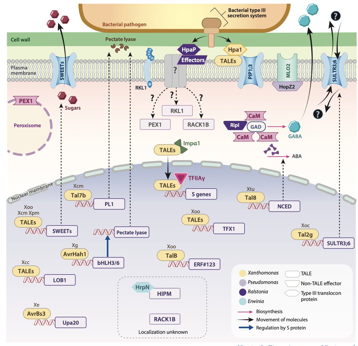Sebastian Schornack (@dromius) on Twitter photo Baruah et al. Susceptibility Genes in Bacterial Diseases of Plants | Annual Reviews - <a href="/AdamBogdanove/">Adam Bogdanove</a> go.shr.lc/4mOafX0 Baruah et al. Susceptibility Genes in Bacterial Diseases of Plants | Annual Reviews - <a href="/AdamBogdanove/">Adam Bogdanove</a> go.shr.lc/4mOafX0