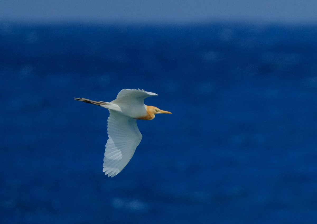 MFCHIIU's tweet photo. 黃頭鷺
アマサギ　Cattle Egret https://t.co/UJAMVzY57X