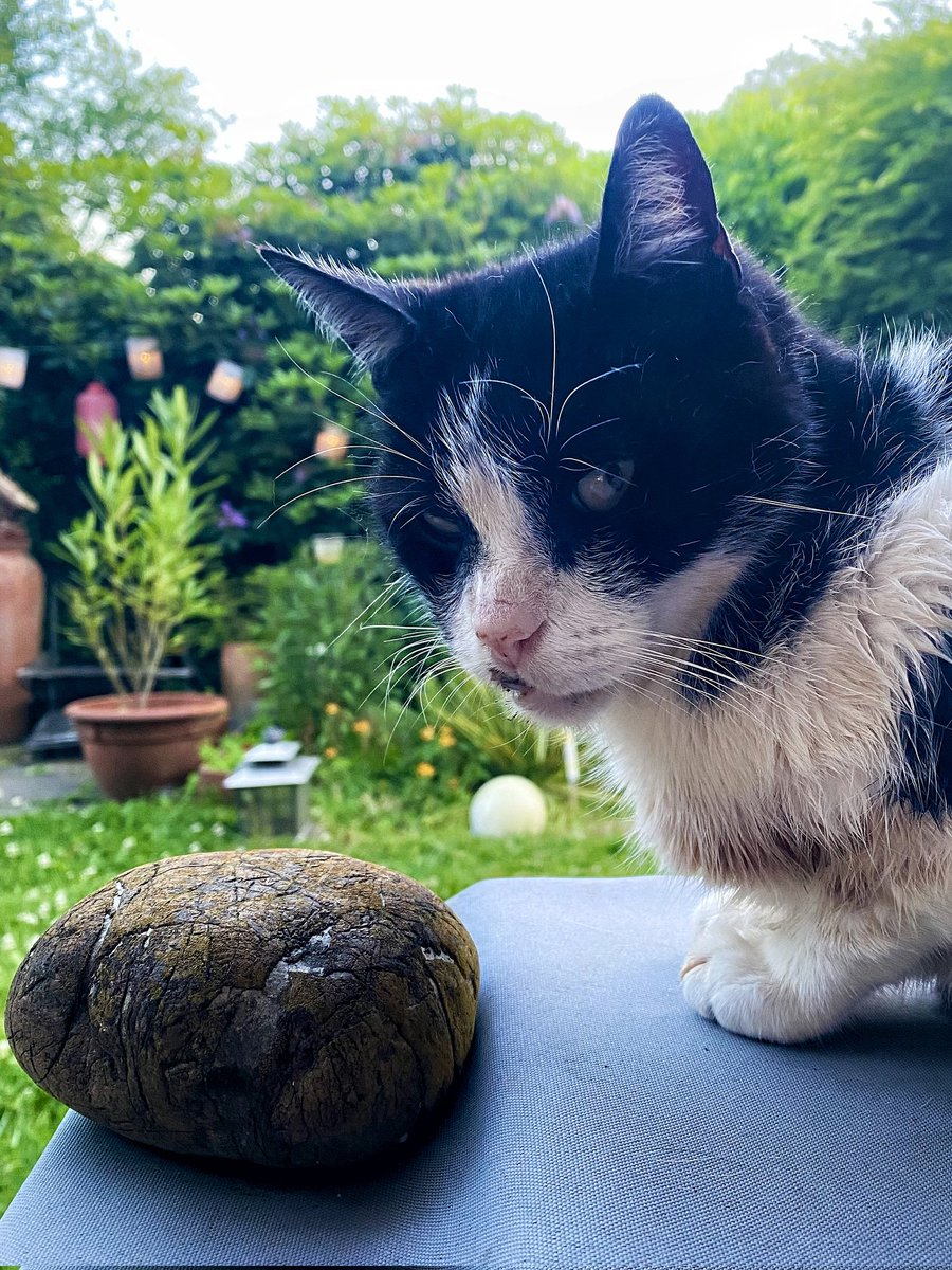 Hannes and his favourite stone. #CatsOfTwitter #CatsOfX