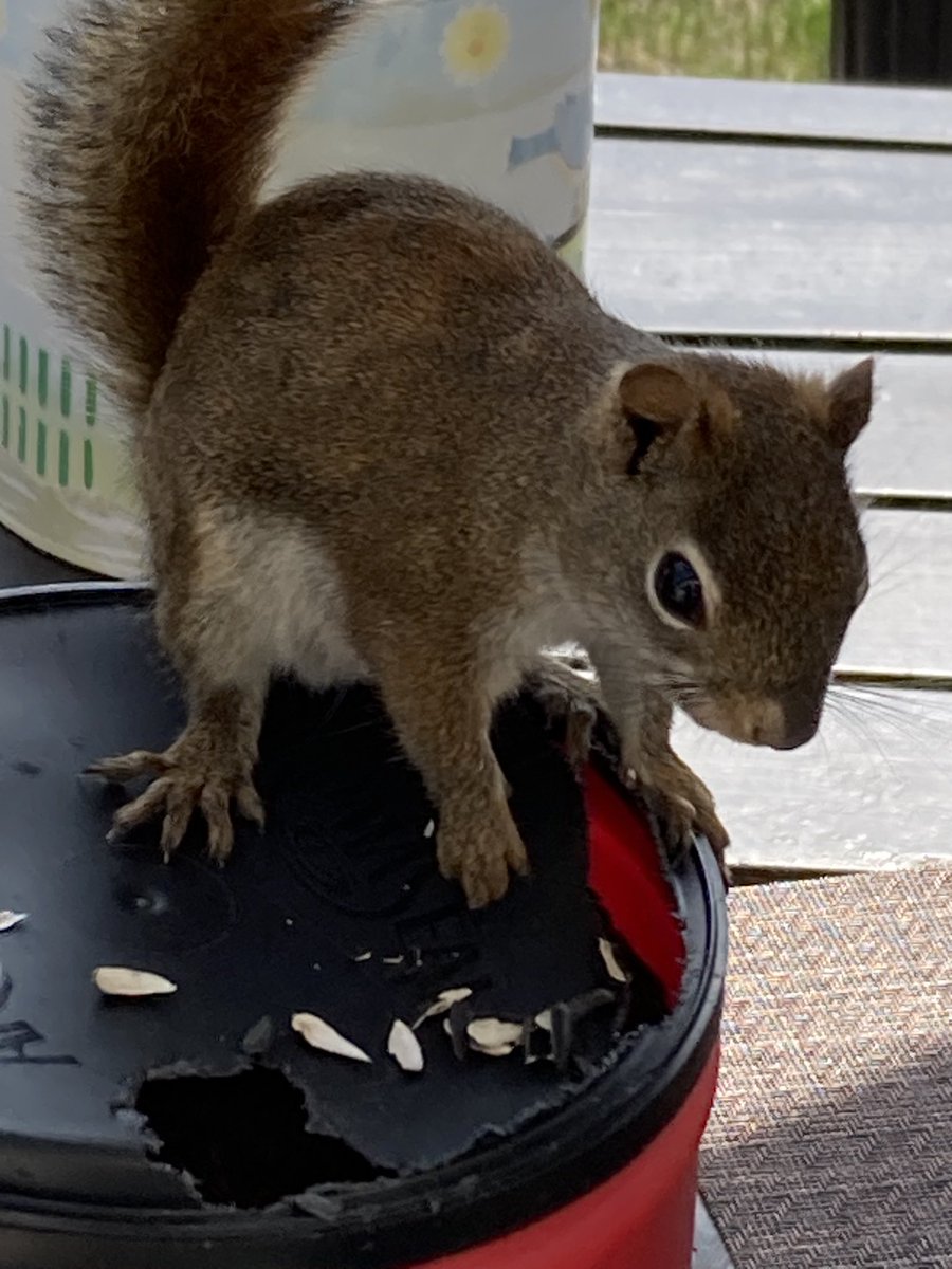 TedSmit66991036's tweet image. My seed cache has been compromised.
Chewed most of the lid so IT could gain access. It’s an interesting deck with these Guys the Chipmunks and birds