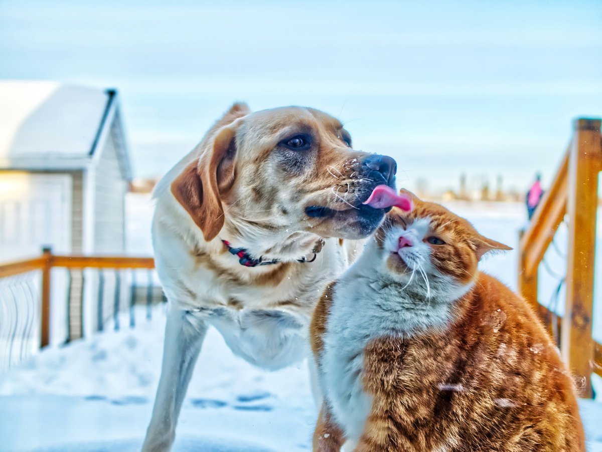 INTERcids (@intercids) on Twitter photo ‼️ Mañana se vota en el Comité de Agricultura del <a href="/Europarl_EN/">European Parliament</a> el reglamento de protección de perros y gatos, con grave riesgo de quedar vacío de contento mediante preocupantes excepciones como la de “pequeños” criadores <a href="/CarmenCrespoPP/">Carmen Crespo</a> <a href="/GabrielMatoA/">Gabriel Mato Adrover</a> <a href="/IratxeGarper/">Iratxe García Pérez /❤️</a> <a href="/crismaestre/">Cristina Maestre 🇪🇺</a> ‼️ Mañana se vota en el Comité de Agricultura del <a href="/Europarl_EN/">European Parliament</a> el reglamento de protección de perros y gatos, con grave riesgo de quedar vacío de contento mediante preocupantes excepciones como la de “pequeños” criadores <a href="/CarmenCrespoPP/">Carmen Crespo</a> <a href="/GabrielMatoA/">Gabriel Mato Adrover</a> <a href="/IratxeGarper/">Iratxe García Pérez /❤️</a> <a href="/crismaestre/">Cristina Maestre 🇪🇺</a>