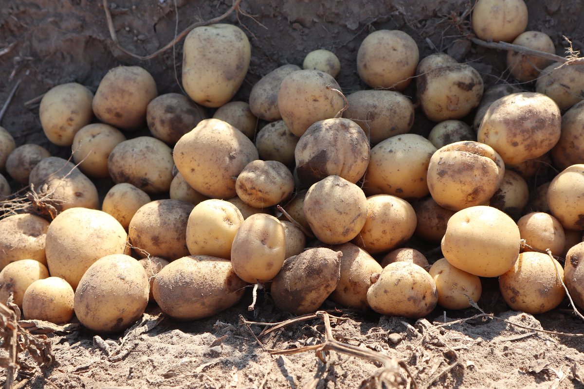Worried about late blight in your potatoes? Allegro® fungicide stops infectious zoospores from moving to daughter tubers in the soil, limiting the disease's ability to spread.

Learn more: syngenta.ca/productsdetail…