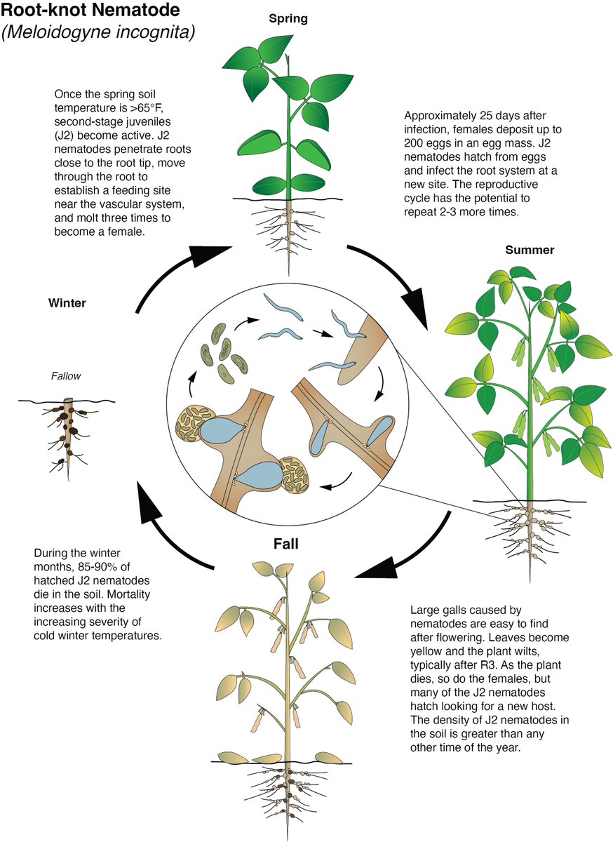 Crop Protection Network (@cropnetwork) on Twitter photo An Overview of Root-Knot Nematodes from Extension at cropprotectionnetwork.org/publications/a….
<a href="/travisfaske/">Travis Faske</a> <a href="/baldpathologist/">Tom Allen</a> <a href="/cropdisease/">Carl Bradley</a> <a href="/MartinChilvers1/">Martin Chilvers</a> <a href="/PACropDoc/">Dr. Alyssa Collins</a> <a href="/dsmuelle/">Daren Mueller</a> <a href="/OnofreLab/">Onofre Lab</a> <a href="/ppp_trey/">Trey Price</a> <a href="/Nemasoil/">Marisol Quintanilla, Ph.D.</a> <a href="/alabamaED/">Ed Sikora</a> <a href="/DTelenko/">Darcy Telenko</a> <a href="/AlbertTenuta/">Albert Tenuta</a> +others <a href="/clemson_ipm/">Clemson IPM Program</a> <a href="/SoybeanScience1/">Science for Success</a> <a href="/StepUpSoy/">Laura Lindsey</a> An Overview of Root-Knot Nematodes from Extension at cropprotectionnetwork.org/publications/a….
<a href="/travisfaske/">Travis Faske</a> <a href="/baldpathologist/">Tom Allen</a> <a href="/cropdisease/">Carl Bradley</a> <a href="/MartinChilvers1/">Martin Chilvers</a> <a href="/PACropDoc/">Dr. Alyssa Collins</a> <a href="/dsmuelle/">Daren Mueller</a> <a href="/OnofreLab/">Onofre Lab</a> <a href="/ppp_trey/">Trey Price</a> <a href="/Nemasoil/">Marisol Quintanilla, Ph.D.</a> <a href="/alabamaED/">Ed Sikora</a> <a href="/DTelenko/">Darcy Telenko</a> <a href="/AlbertTenuta/">Albert Tenuta</a> +others <a href="/clemson_ipm/">Clemson IPM Program</a> <a href="/SoybeanScience1/">Science for Success</a> <a href="/StepUpSoy/">Laura Lindsey</a>