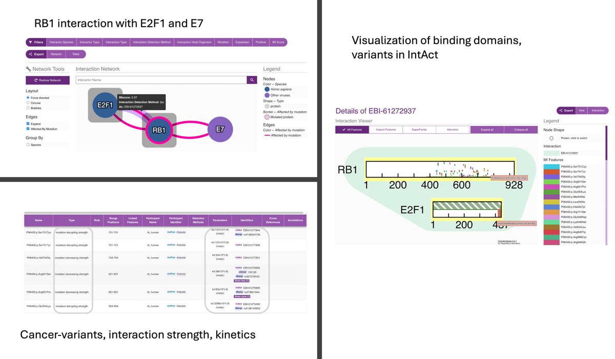 IntAct's dataset of the month features 75 cancer-associated missense  variants in retinoblastoma tumor suppressor protein (PMID:39938803). Visit IntAct &amp; explore detailed expert-curation of variants, binding  domains and biophysical parameters (tinyurl.com/4rsx8754). #Cancer