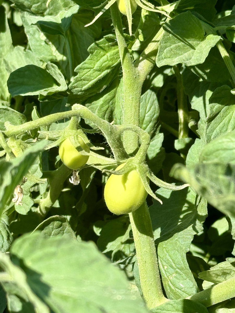 DelBosqueFarms's tweet image. Tomato update. They’re fruiting! To be clear, tomatoes are fruit! Did you know that California produces 96% of all tomatoes 🍅 in the US?
#tomatoes #organic #canning #sauces #salsas