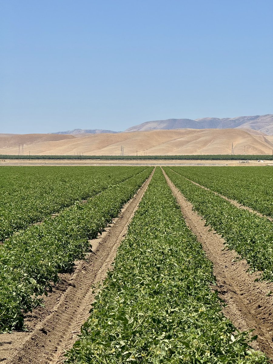 DelBosqueFarms's tweet image. Tomato update. They’re fruiting! To be clear, tomatoes are fruit! Did you know that California produces 96% of all tomatoes 🍅 in the US?
#tomatoes #organic #canning #sauces #salsas