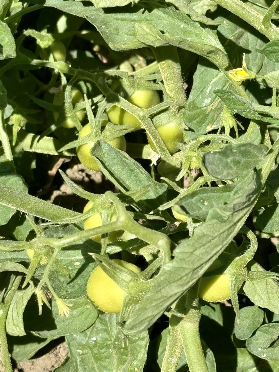 DelBosqueFarms's tweet image. Tomato update. They’re fruiting! To be clear, tomatoes are fruit! Did you know that California produces 96% of all tomatoes 🍅 in the US?
#tomatoes #organic #canning #sauces #salsas