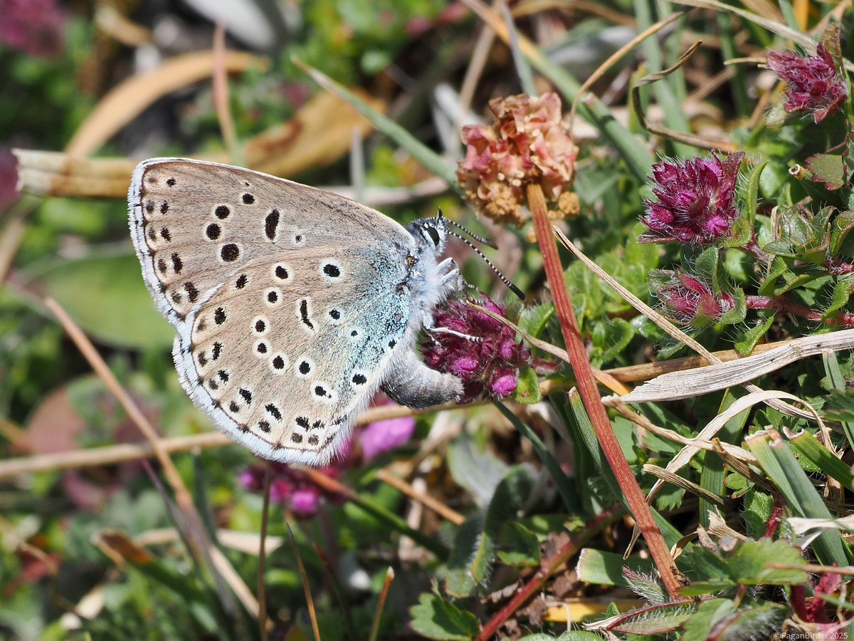 Pagan Birder (@fegwitch) on Twitter photo Always a joy to see Large Blue butterflies in Somerset <a href="/BCSomerset/">BC Somerset & Bristol</a> <a href="/savebutterflies/">Butterfly Conservation 🦋</a> <a href="/SomersetWT/">Somerset Wildlife Trust</a> Always a joy to see Large Blue butterflies in Somerset <a href="/BCSomerset/">BC Somerset & Bristol</a> <a href="/savebutterflies/">Butterfly Conservation 🦋</a> <a href="/SomersetWT/">Somerset Wildlife Trust</a>