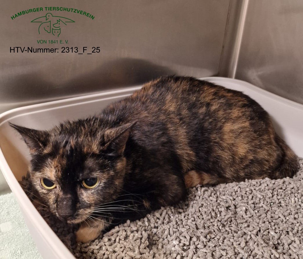 Neue Süderstraße 25, 20537 Hamburg
Katze in einer Transportbox ausgesetzt!
Hamburger Tierschutzverein von 1841 e. V. Kopie:
Diese weibliche, schildplattfarbene Katze wurde am 30.05.2025 vor unserem Tierheim in der Neuen Süderstraße in Hamm in einer grün-weißen Transportbox