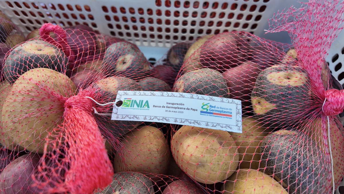 INIA Chile (@iniachile) on Twitter photo #INIAChile inauguró un nuevo Banco de Germoplasma de la Papa en Osorno
Esto fue posible gracias al apoyo del <a href="/min_ciencia/">Ministerio de Ciencia</a> y el CIP de Perú 🥔
📲inia.cl/2025/06/02/ini… #INIAChile inauguró un nuevo Banco de Germoplasma de la Papa en Osorno
Esto fue posible gracias al apoyo del <a href="/min_ciencia/">Ministerio de Ciencia</a> y el CIP de Perú 🥔
📲inia.cl/2025/06/02/ini…