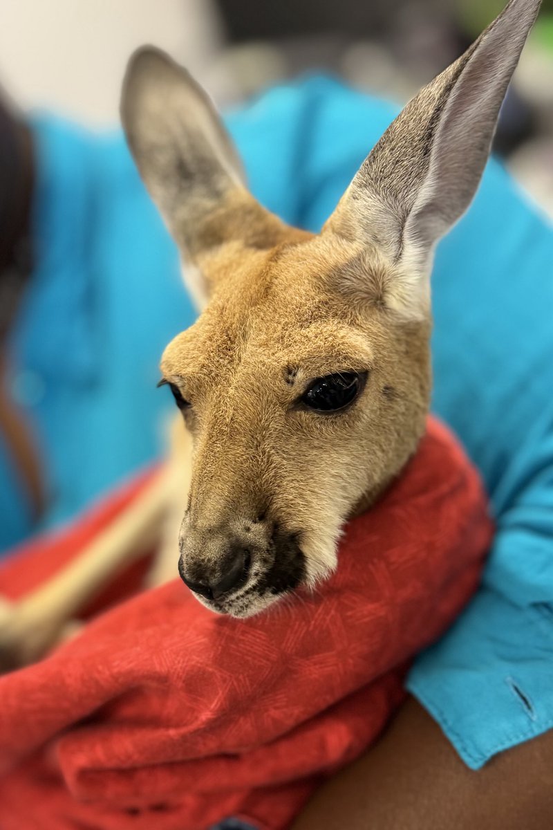PMurphyWWL's tweet image. We had a baby kangaroo visit the newsroom this morning. This is Popcorn from @GlobalWildlife. Very cute. @WWLTV