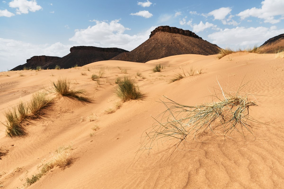 Rallye Du Maroc (@marocrallye) on Twitter photo 🌵 Jour 5 – Recos 2
Back to basics 🔥Reco à la roots! Pas de chichi, juste nous, le roadbook, les pistes marocaines à perte de vue et de bonnes vibes ! Pas besoin de confort quand la passion est là. 💪🏽
Le Rallye du Maroc, ça se mérite 🎯
#rdm2025 <a href="/OfficialW2RC/">World Rally-Raid Championship 🚗 🏍</a> <a href="/visitmorocco_1/">Visit Morocco</a> 🌵 Jour 5 – Recos 2
Back to basics 🔥Reco à la roots! Pas de chichi, juste nous, le roadbook, les pistes marocaines à perte de vue et de bonnes vibes ! Pas besoin de confort quand la passion est là. 💪🏽
Le Rallye du Maroc, ça se mérite 🎯
#rdm2025 <a href="/OfficialW2RC/">World Rally-Raid Championship 🚗 🏍</a> <a href="/visitmorocco_1/">Visit Morocco</a>