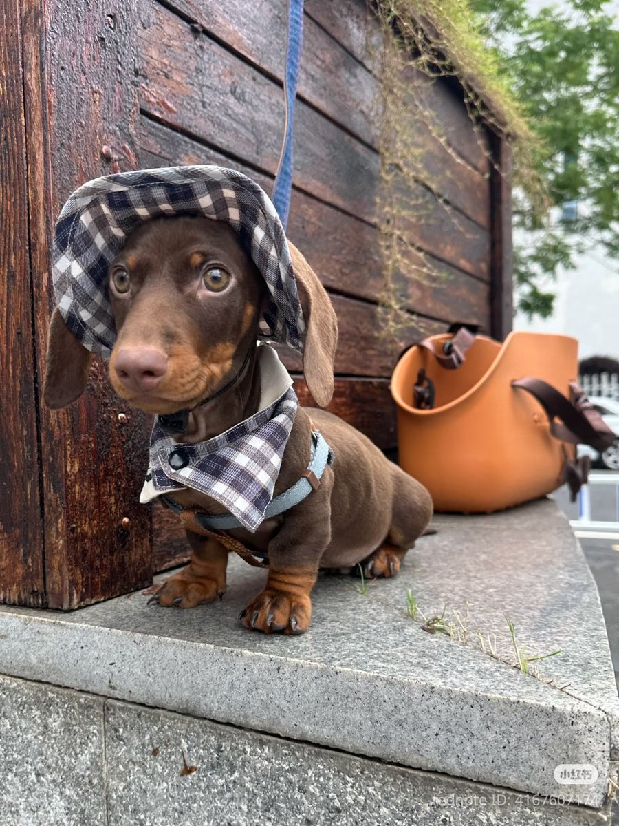 PostsOfDogs_'s tweet image. 0.3 year old puppy