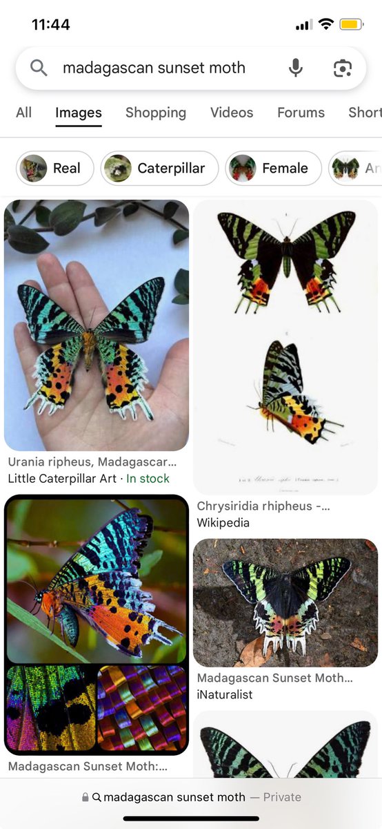 gay pride moth
