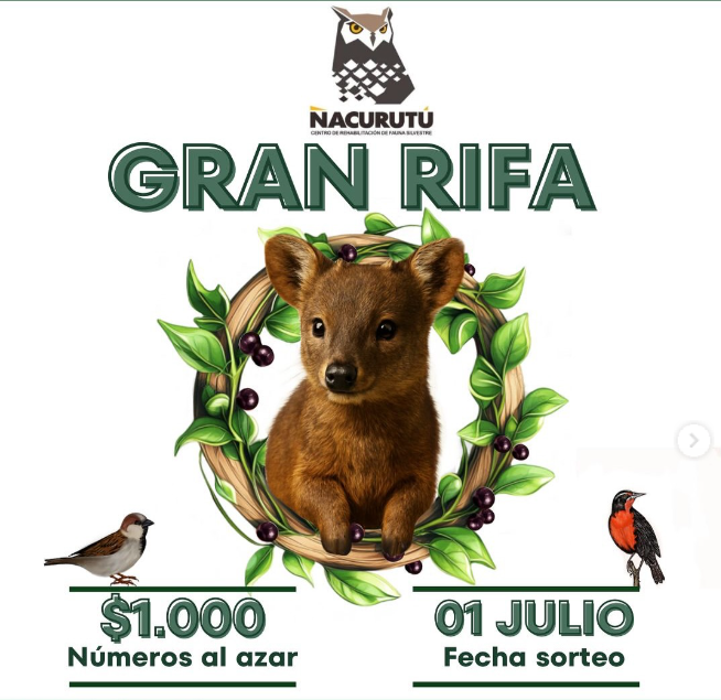 Amigos, el Centro de Conservación y Rehabilitación de Fauna Silvestre Ñacurutú está haciendo una rifa para poder solventar sus gastos de funcionamiento.

Cada número vale $1.000 y hay UN MONTÓN de premios.

A participar, ayudar y difundir!

instagram.com/p/DKZwfA1g49d/