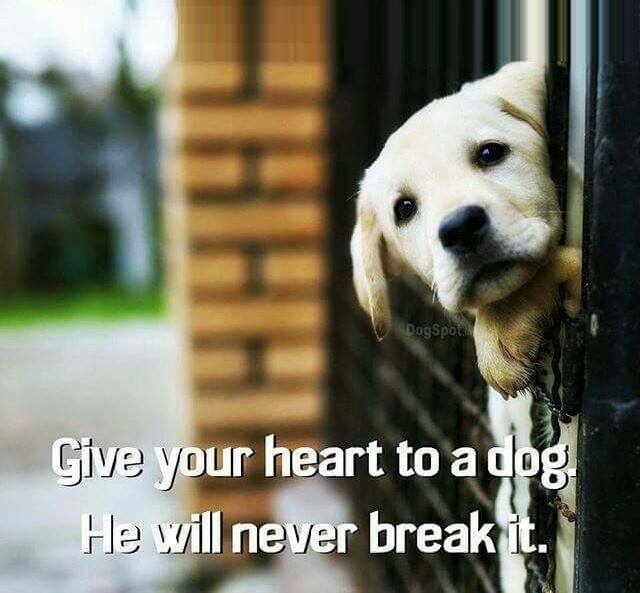 Dog Lovers (@doglovers03) on Twitter photo Dogs are so loyal ❤️ Dogs are so loyal ❤️